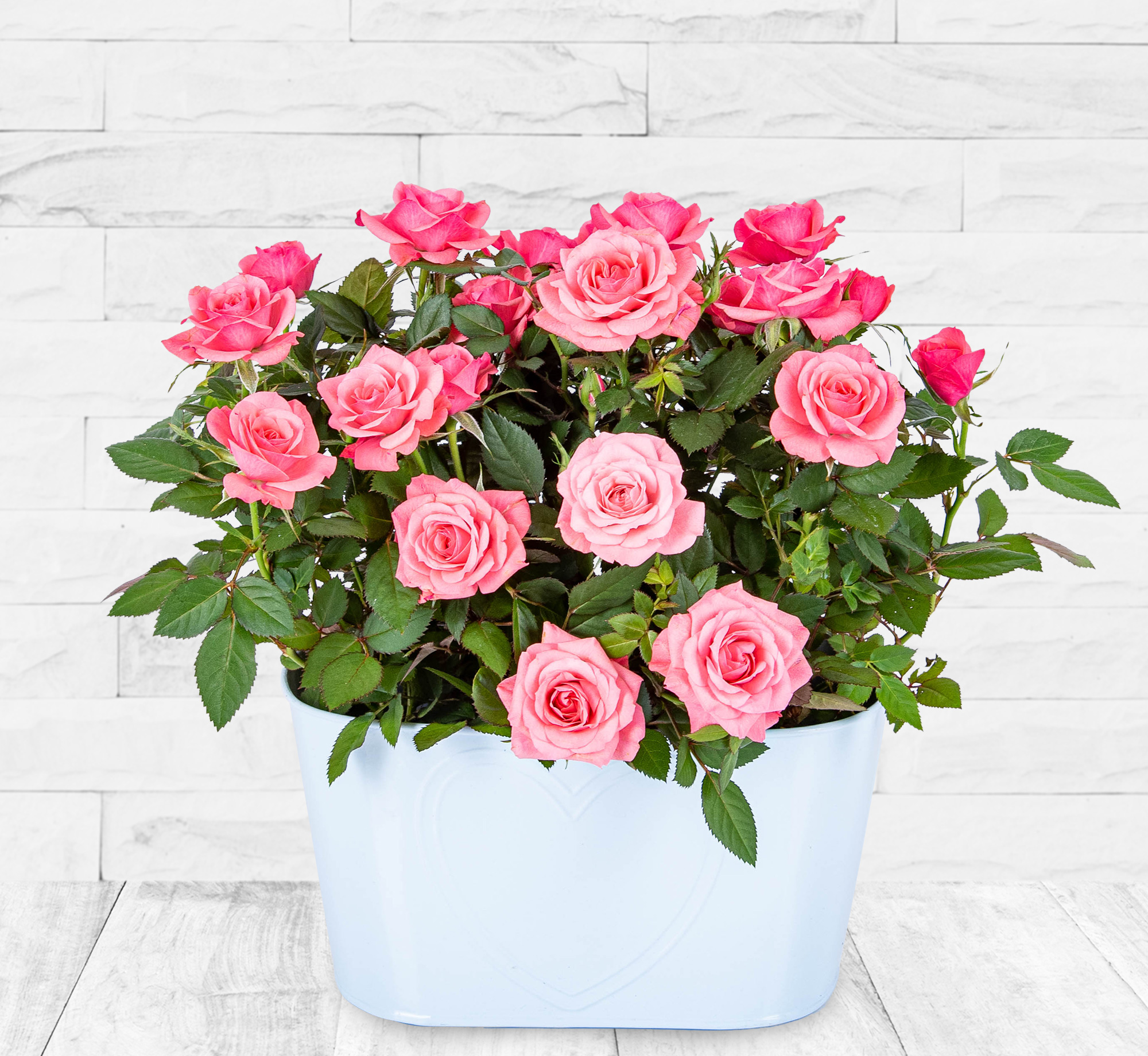 Rose Duo Planter | 123 Flowers